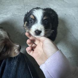Miniature Australian Shepherd and Toy Australian Shepherd Puppies from T’s Mini and Toy Aussies