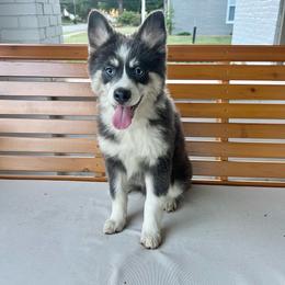 Mario - Blue male Pomsky puppy in Henderson, Kentucky from Paris Pomskies