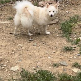 Lucy - Pomsky