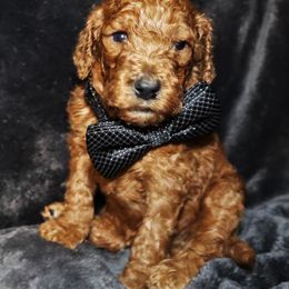 Goldendoodle Puppies from Angie's goldendoodles