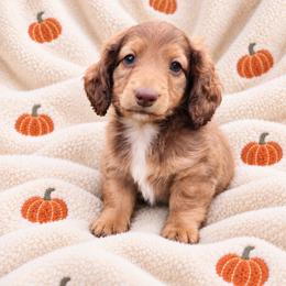 Rolo - Red male Dachshund puppy in Bartlett, Illinois from Dachshundsnextdoor