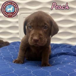 Peach - Chocolate female Labrador Retriever puppy in Elloree, South Carolina from Moonlight Kennels LLC
