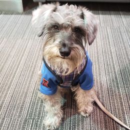Rambo - Miniature Schnauzer