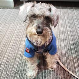 Rambo - Miniature Schnauzer