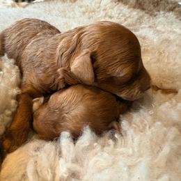 Honor - Red  male Poodle puppy in Utica, Ohio from Poodle Me Crazy