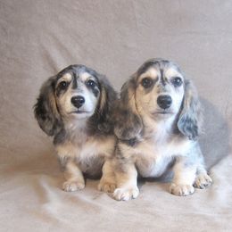 Dachshund Puppies from Doxie Waggin Tails