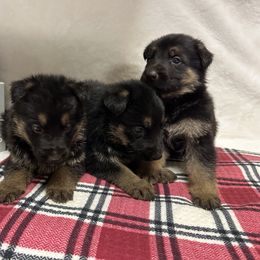 Girl 1 - Black and tan female German Shepherd puppy in Stanardsville, Virginia from Majestic K9 LLC