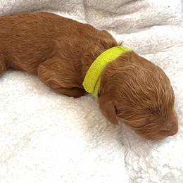 Johnny - Red  male Goldendoodle puppy in Fairwood, Washington from Goldendoodles on the Prairie