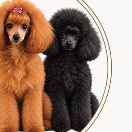 Poodles from Royal Kedsmore Toy Poodles