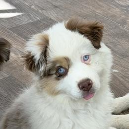 Miracle - Red merle female Miniature American Shepherd puppy in Florence, Oregon from NW Aloha Miniature American Shepherds