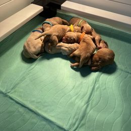 Golden Retriever Puppies from Pura Vida Golden Retrievers
