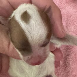 Girl 1 - Orange parti female Pomeranian puppy in Silver Springs, New York from Humehill