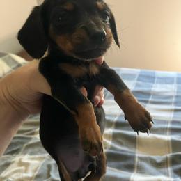 Trapper - Black and tan male Dachshund puppy in Brave, Pennsylvania from Maple Moon Dachshunds