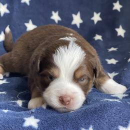 Jensen - Red tri male Miniature Australian Shepherd puppy in Wesley Chapel, Florida from August Oaks Aussies