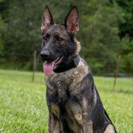 Yette - German Shepherd