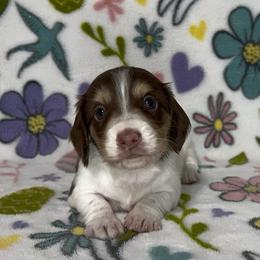 Forrest - Chocolate and cream male Dachshund puppy in Poteau, Oklahoma from Sisters Dazzling Dachshunds