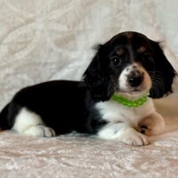 Cowboy - Black and cream male Dachshund puppy in Lincoln, Arkansas from Red Dirt Dachshunds