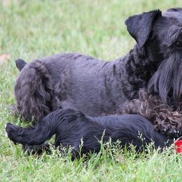 Cane Corso and Miniature Schnauzer Puppies from Brock’s Cane Corso & Miniature Schnauzers