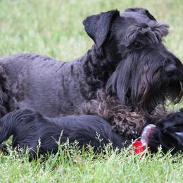 Cane Corso and Miniature Schnauzer Puppies from Brock’s Cane Corso & Miniature Schnauzers