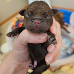 Girl 3 - Brown female Brussels Griffon puppy in Welch, Minnesota from Baringer Brussels