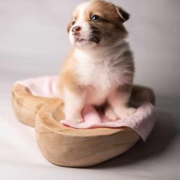 American Corgi and Pembroke Welsh Corgi Puppies from Constellation Corgi