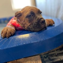 Cane Corso Puppies from Difesa Cane Corso
