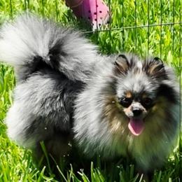 Maxi - Pomeranian
