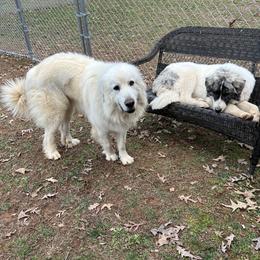 Ivan and Sophie Pyrenees /Anatolian - Cream Goldendoodle puppy in Lexington, North Carolina from Sages Doodles and Poodles of NC
