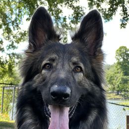 Kona - Shiloh Shepherd