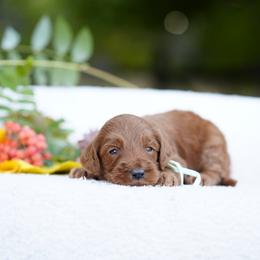 Teal collar - Red  female Goldendoodle puppy in Spokane, Washington from Doodle Love