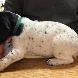 Boy 2 - Liver and white male German Shorthaired Pointer puppy in Topeka, Kansas from Autumn Prairie Kennel