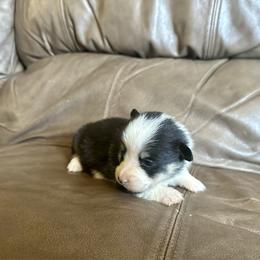 Tri girl - Black and tan female Pembroke Welsh Corgi puppy in Clinton, Tennessee from High Hopes Farm