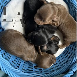 Dachshund Puppies from L & A Dachshunds