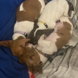 Dachshund puppies from Treasure Valley Dachshunds