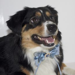 Annie - Miniature Australian Shepherd