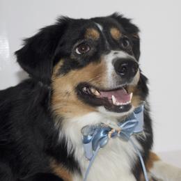 Annie - Miniature Australian Shepherd