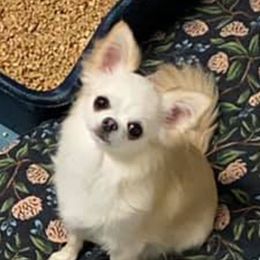 Carol - Chihuahua
