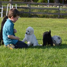 Poodle Puppies from D and D Standard Poodles