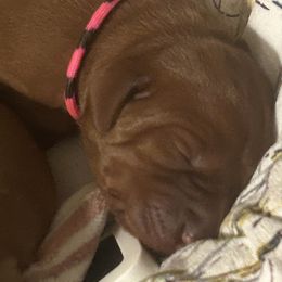 Girl 1 - Red golden Wirehaired Vizsla puppy in Pittsburgh, Pennsylvania from Kendra Breeding