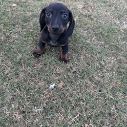 Dachshund Puppies from Story Dachshunds
