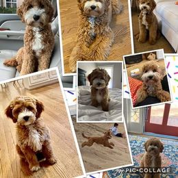 Goldendoodle and Poodle Puppies from Gorgeous Goldendoodles