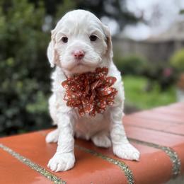 Winnie - Cream female Australian Labradoodle puppy in Citrus Heights, California from Elite Blend Labradoodles