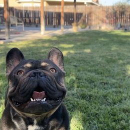 Bruce Wayne AKA Chunk - French Bulldog