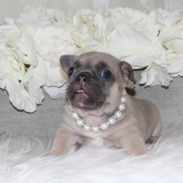 French Bulldog Puppies from 5th Avenue French Bulldogs