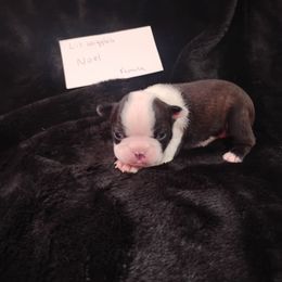 Noel - Black brindle and white female Boston Terrier puppy in Catawba, North Carolina from Lil Wiggles Boston Terriers