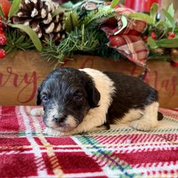 Liza - Black tri-color female Aussiedoodle puppy in Charleston, Arkansas from Lazy S Aussies