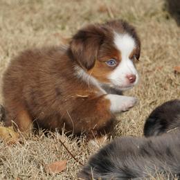 Red Merle 1 - Red merle male Miniature Australian Shepherd puppy in Lawton, Oklahoma from Lindsey’s Aussies