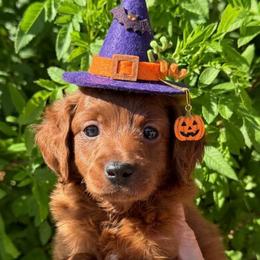 Yellow - Red  female Goldendoodle puppy in Tucson, Arizona from Adored Poodle & Doodles