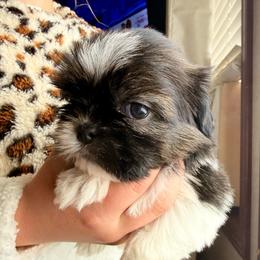 Yuki - Brindle and white male Shih Tzu puppy in Abilene, Texas from L&L Euro Boxers and Small Town Shih Tzus