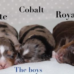 Australian Shepherd Puppies from Tru Blu Aussies